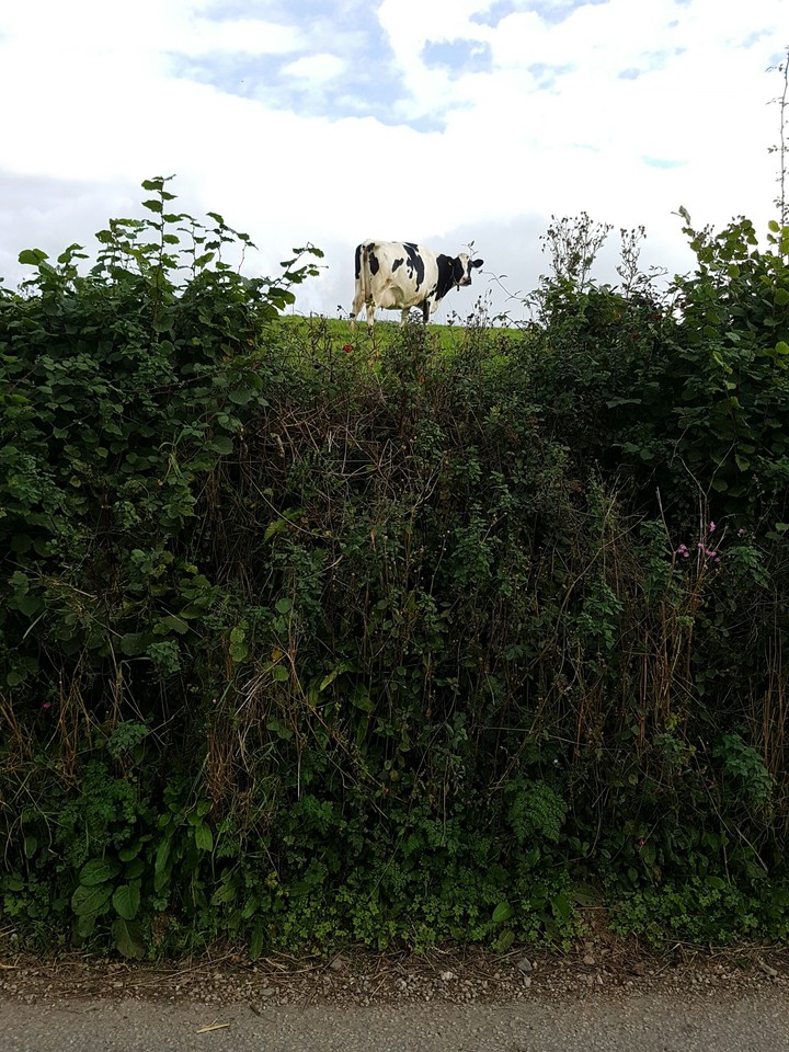 cow