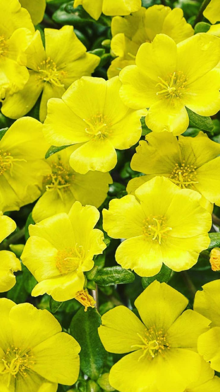 flowers. 2