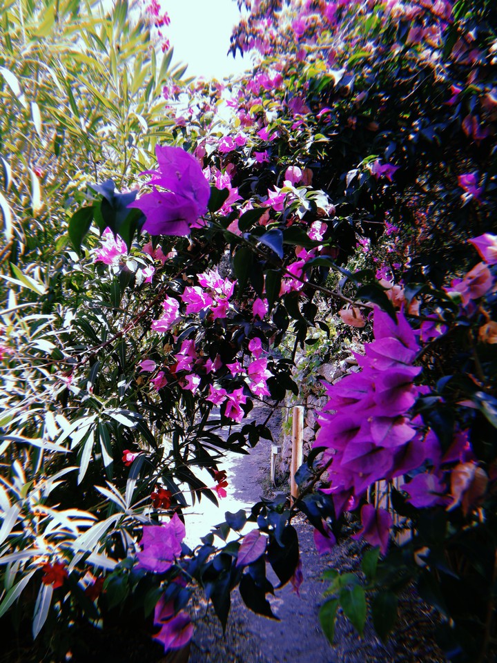 flower