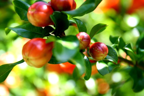 pianta di melograno
