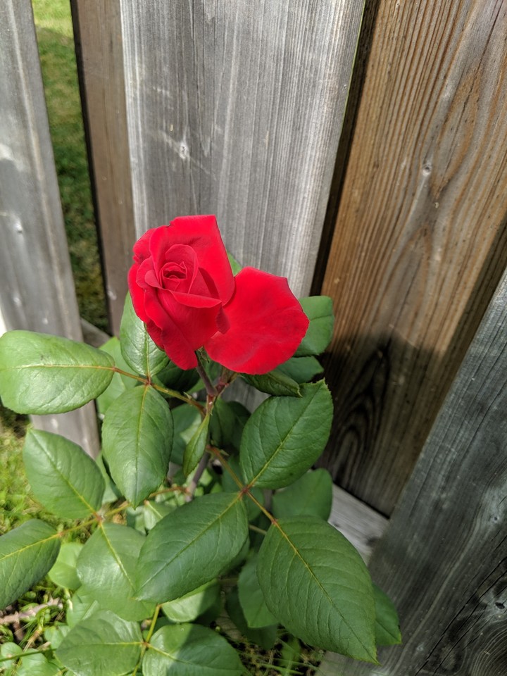Red rose