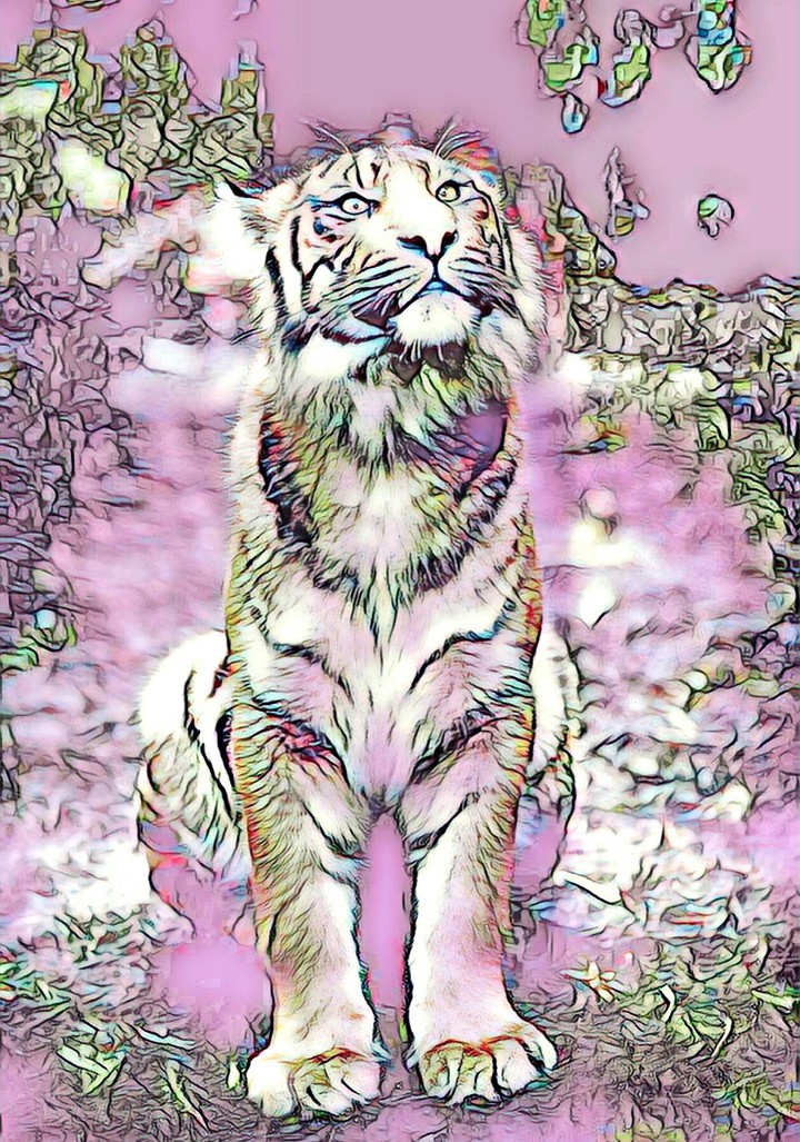 Mystic Tiger