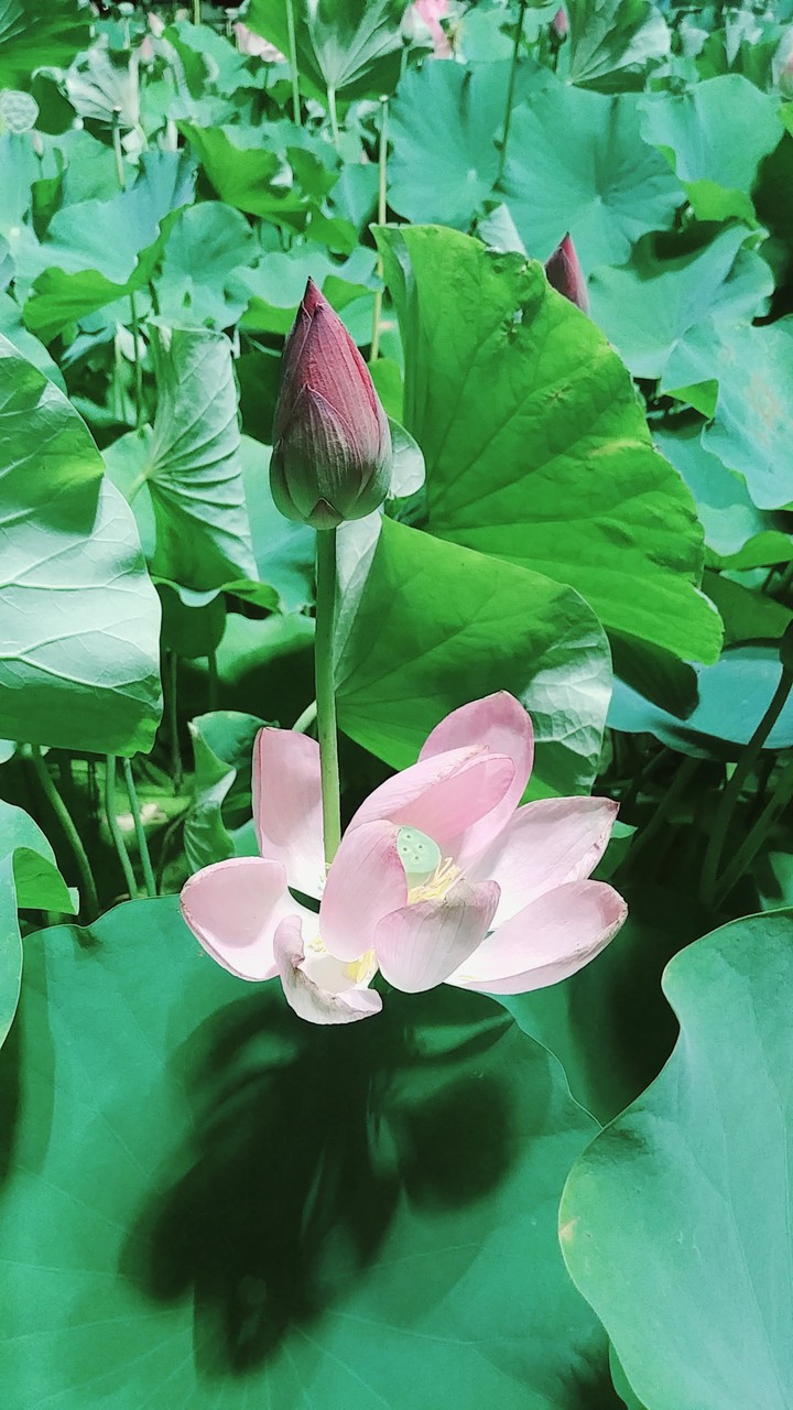 lotus flower