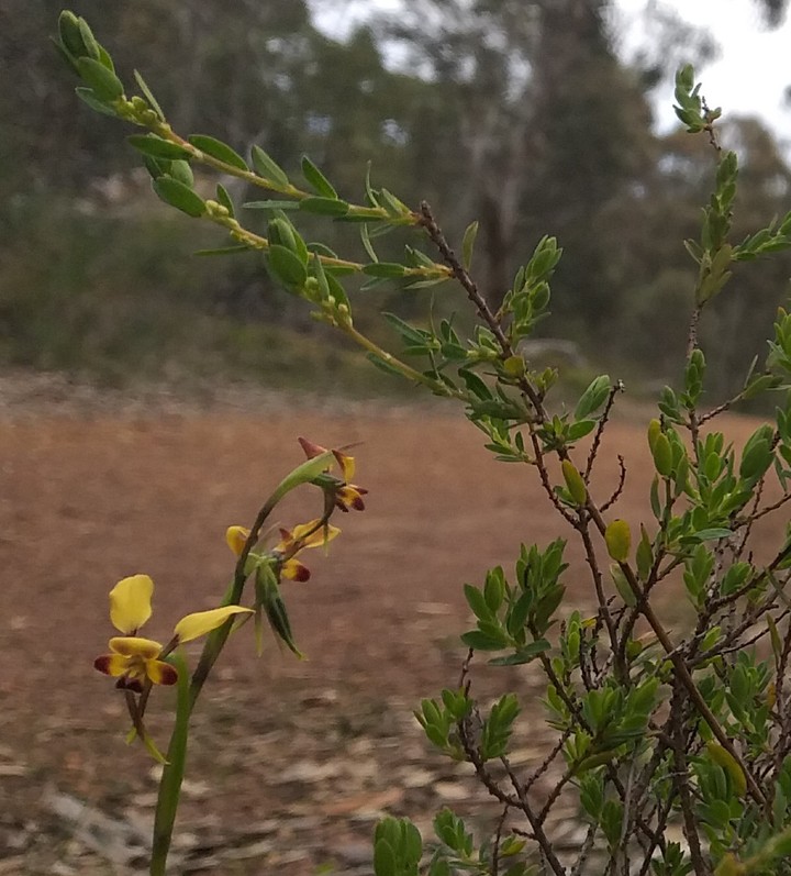 Australian Flora