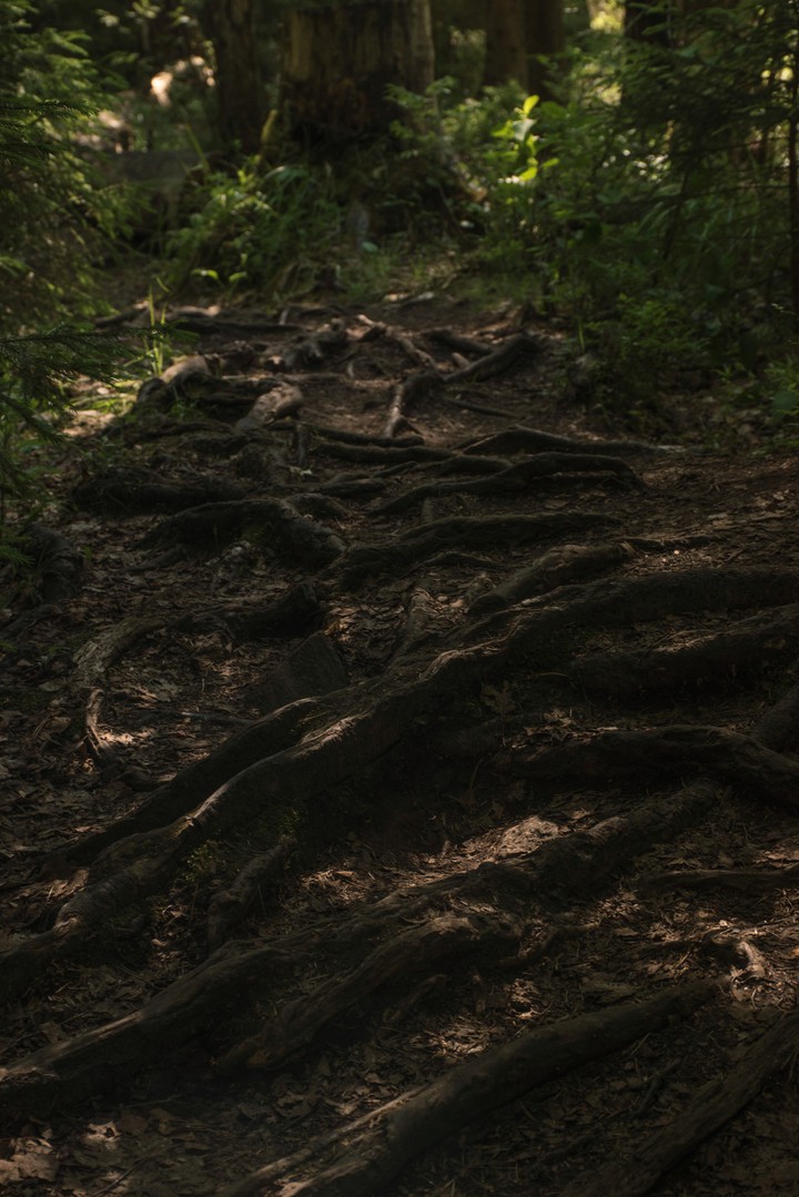 Roots