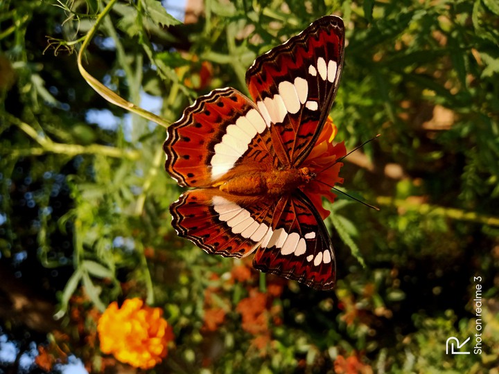 Hd butterfly