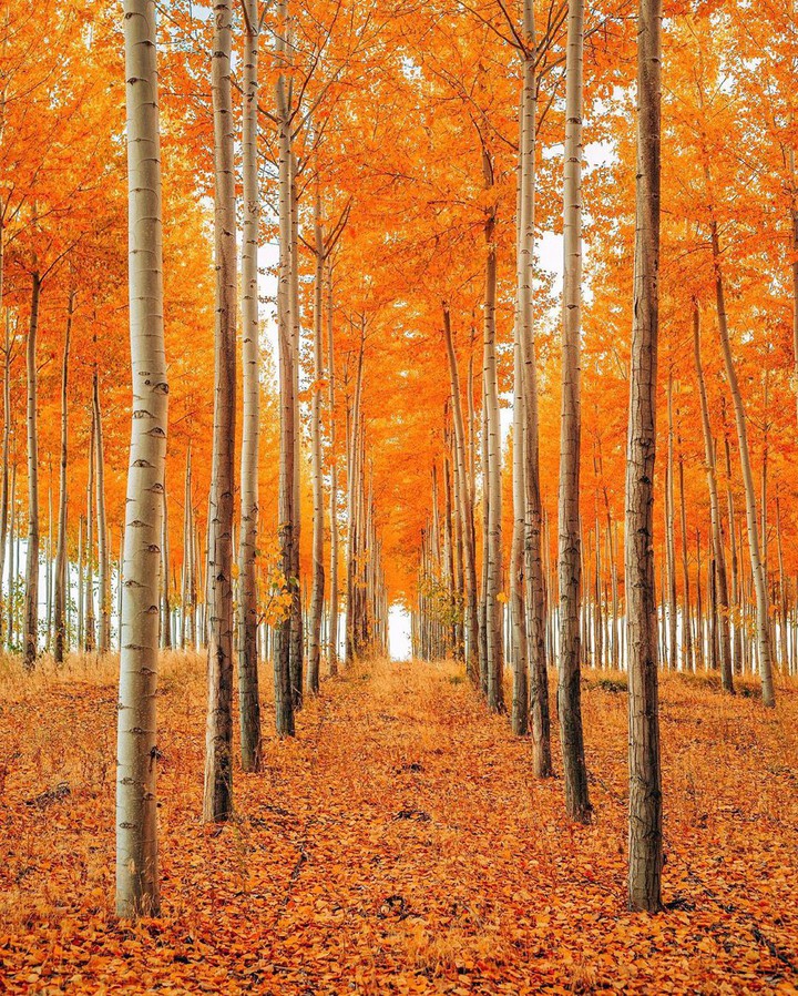 ➰ FALL ➰