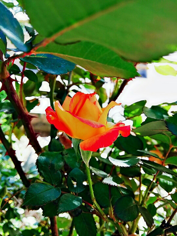 A beautiful flower in my school's garden