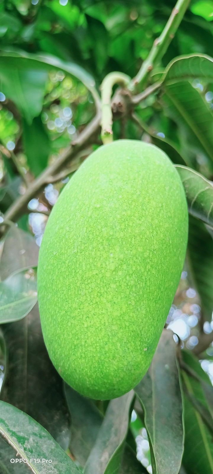 mango