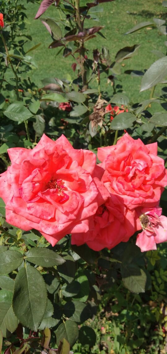 Flowers of Kashmir ❤