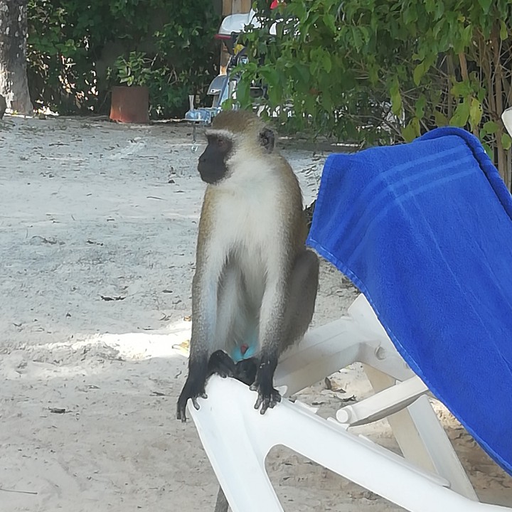 monkey