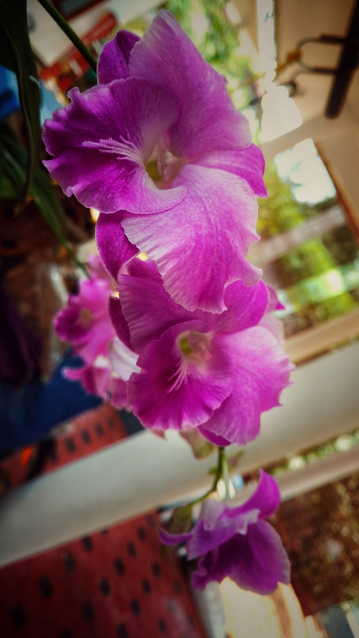 orchid flower