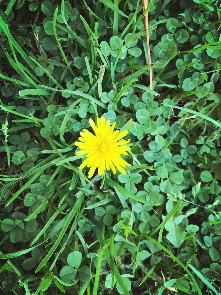 yellow flower