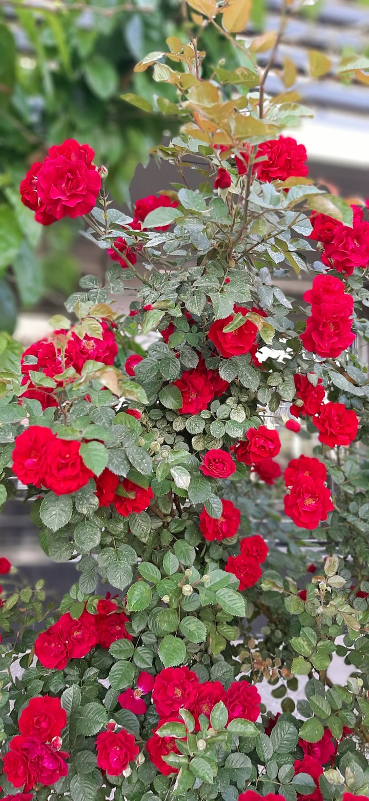 گلهای سرخ