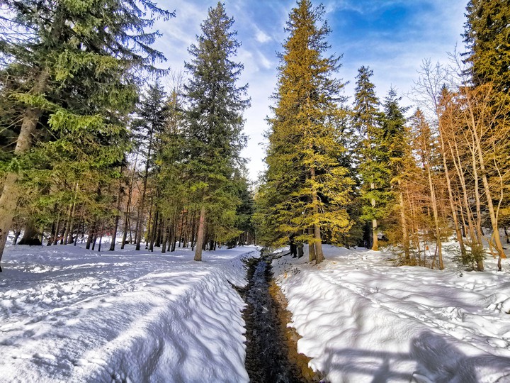 Snowy forest