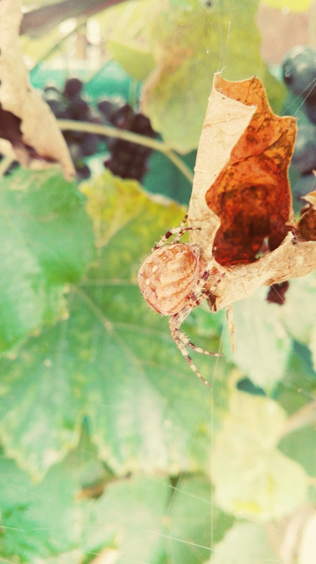 spider