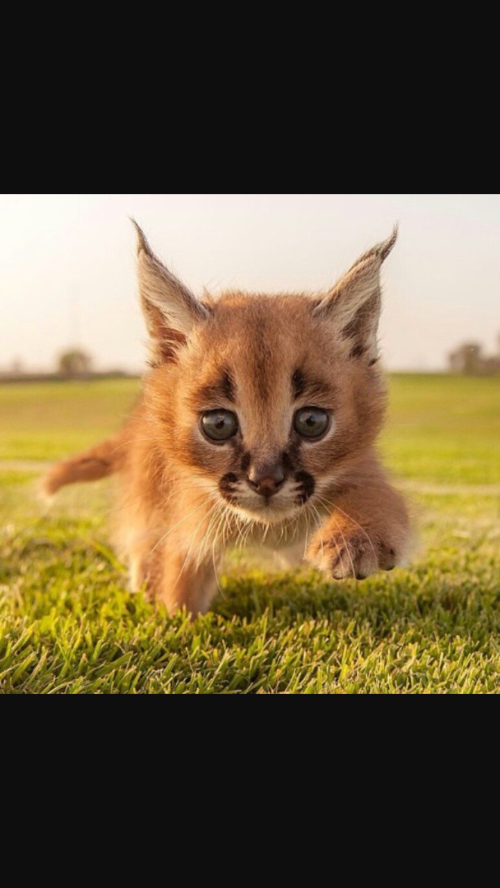 Caracal