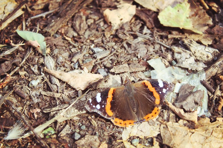 butterfly