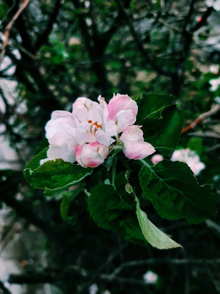 apple