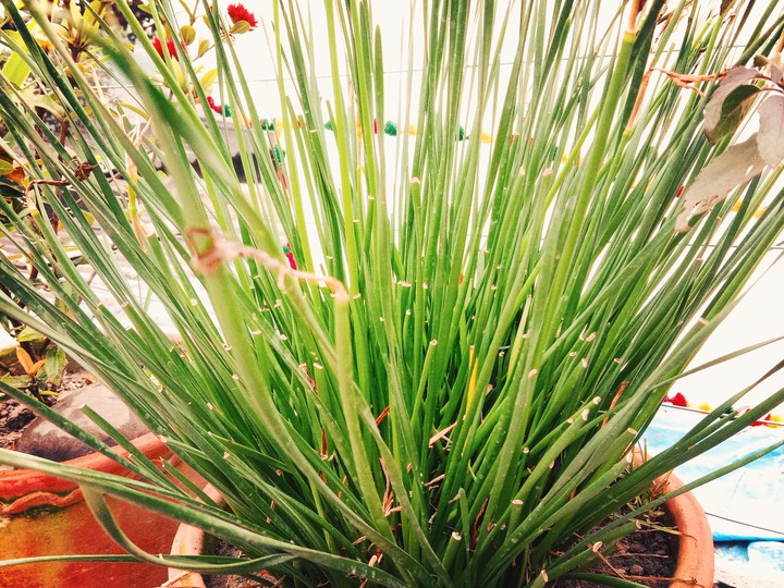 #Grass.. type.. #Garden