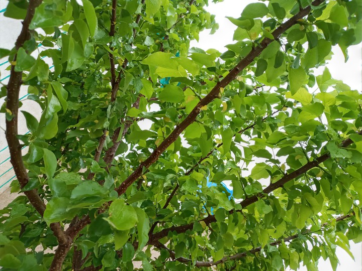 what a tree