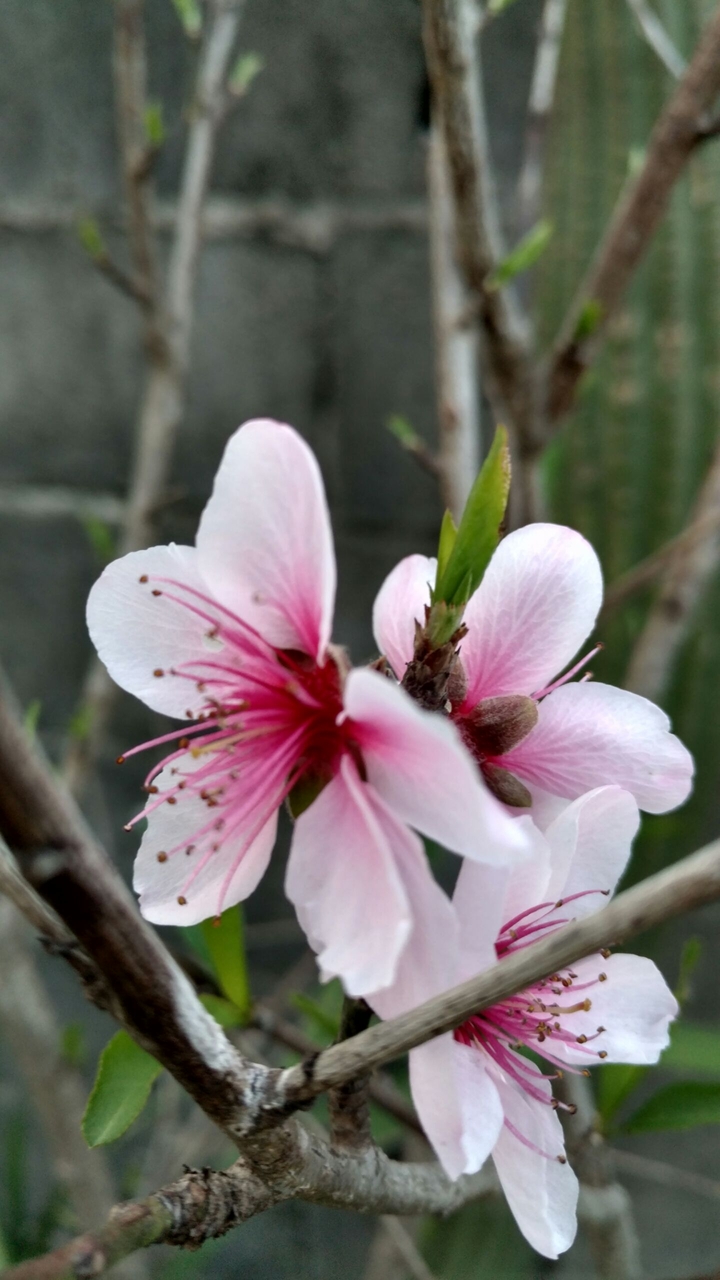peach blossom.