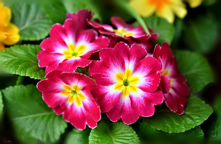 Primrose