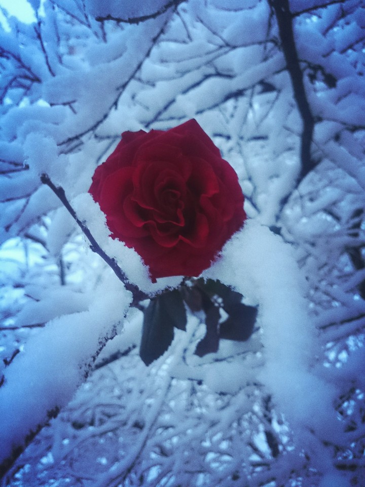rose 