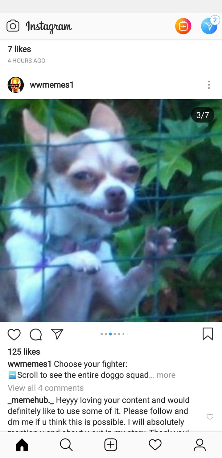 dog