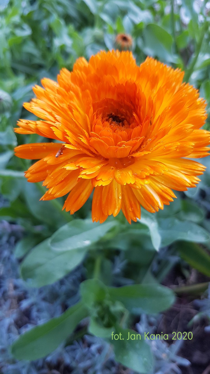 kwiat pomarańczowy ORANGE