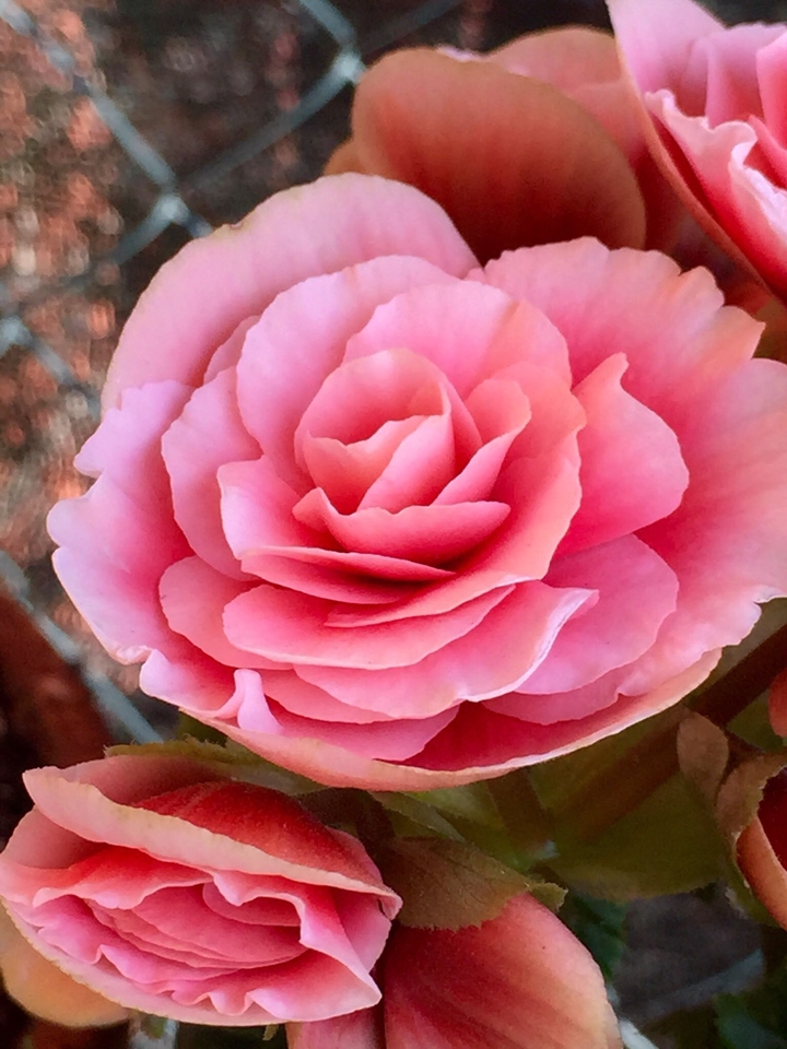 Fiori