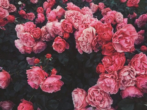 обои pink, rose