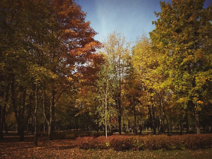#trees