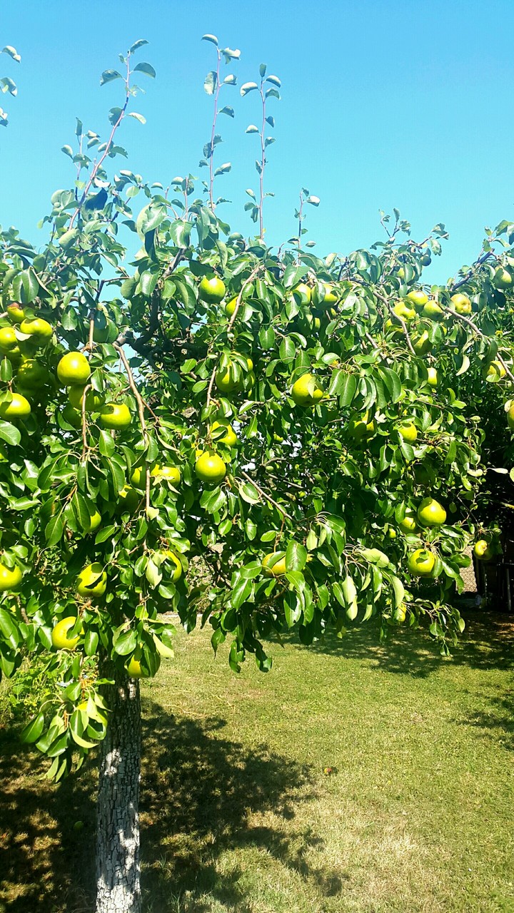 Pear Tree