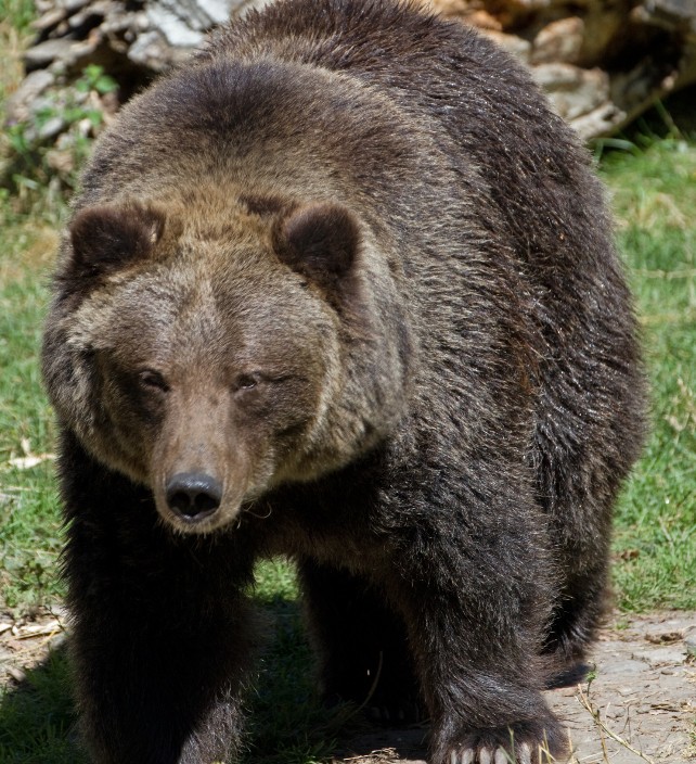 Grizzzzzzzzzzzzzzzzzzzzzzszzzzzzzzzzzzzly