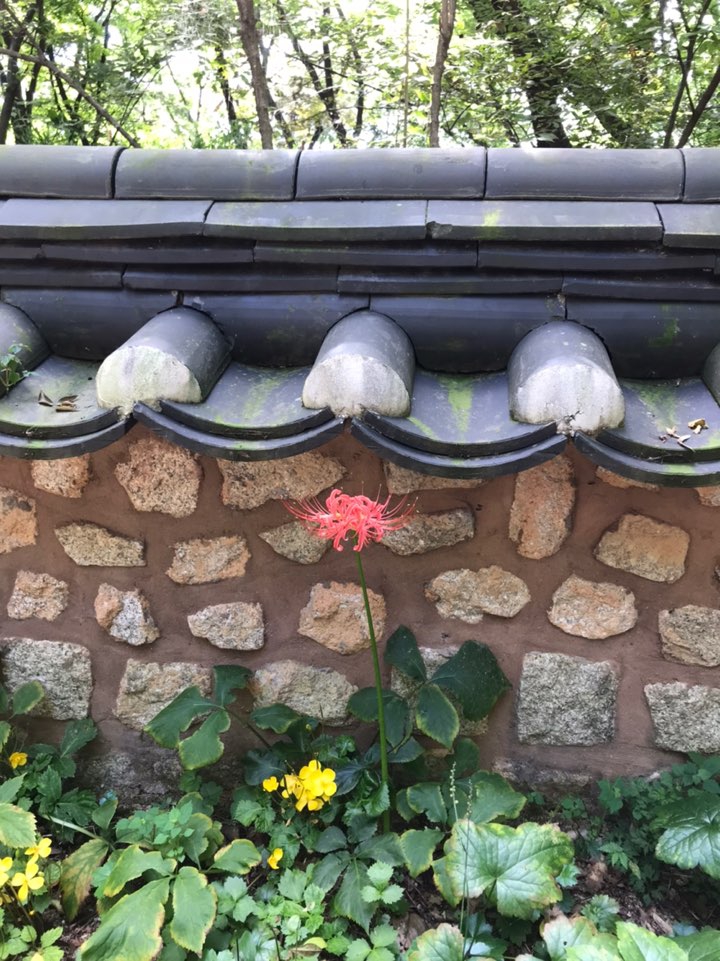 꽃무릇