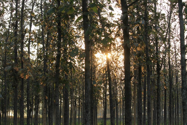 Nature