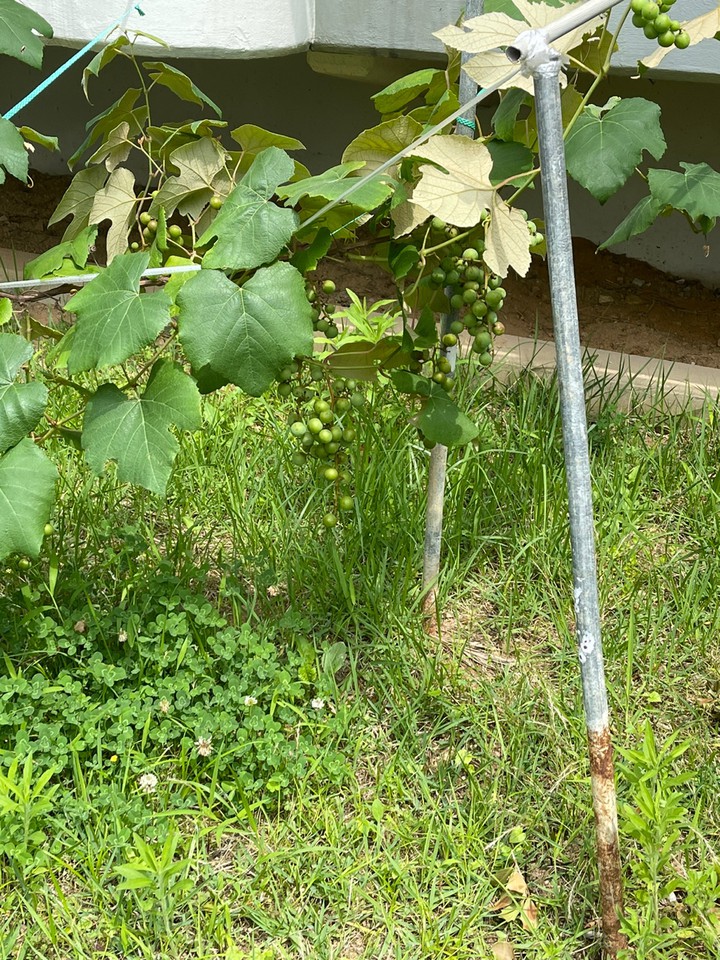 포도