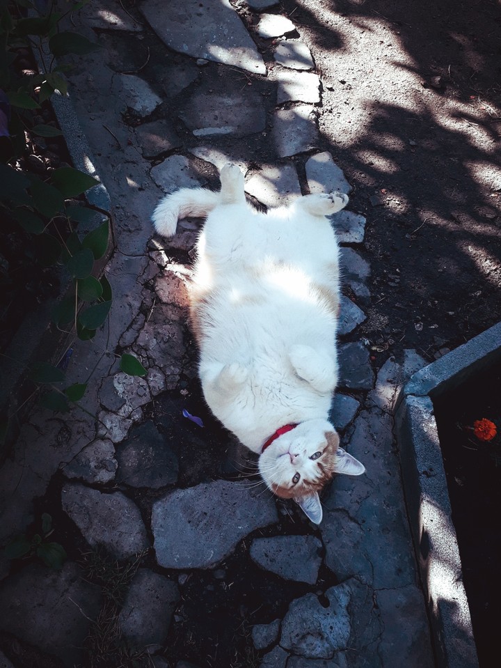 Pet
