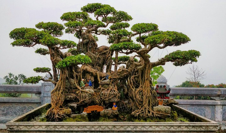 bonzai !