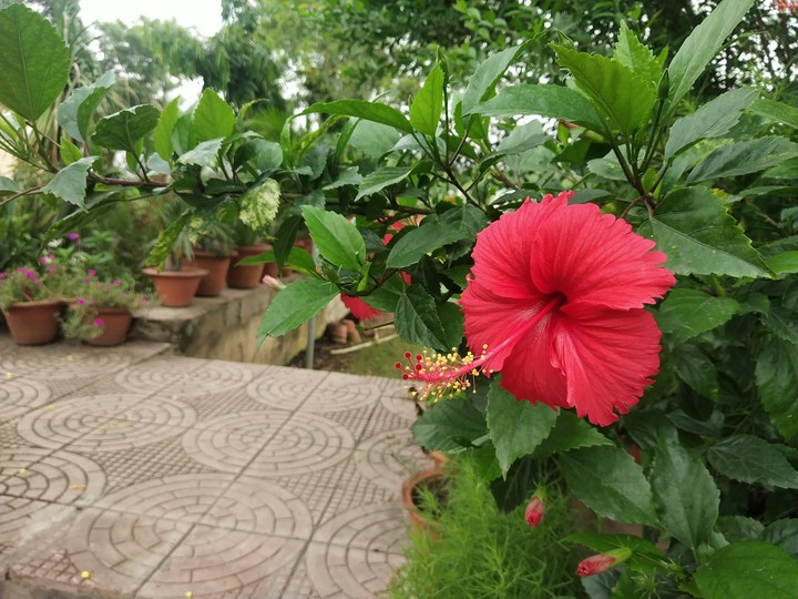 BEAUTIFUL FLOWER
