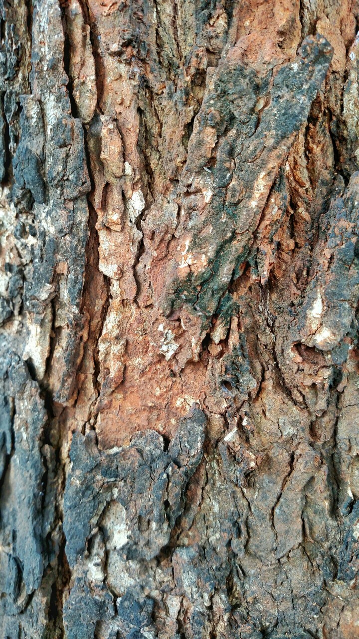 wooden