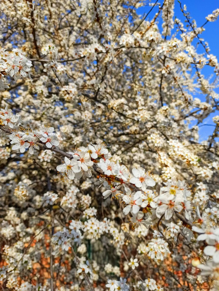 Spring