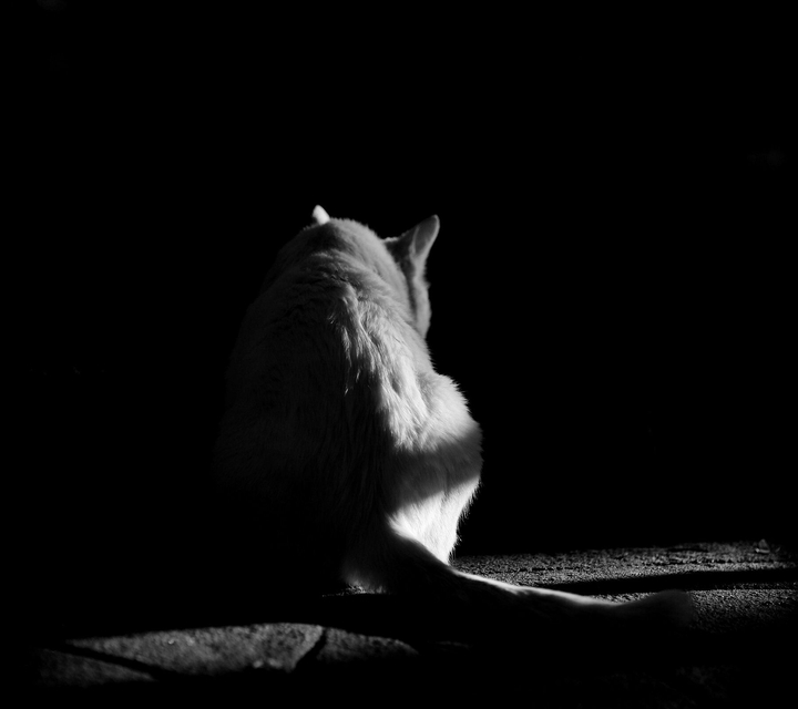 blackandwhite