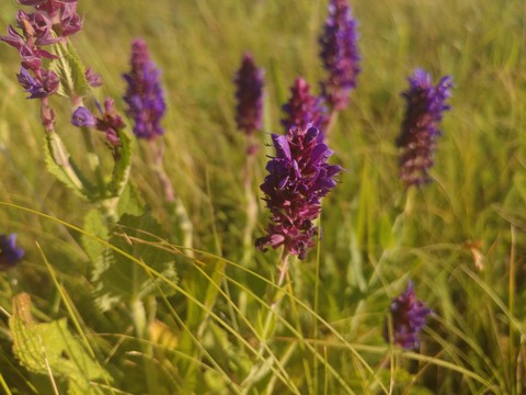 flowers in the field