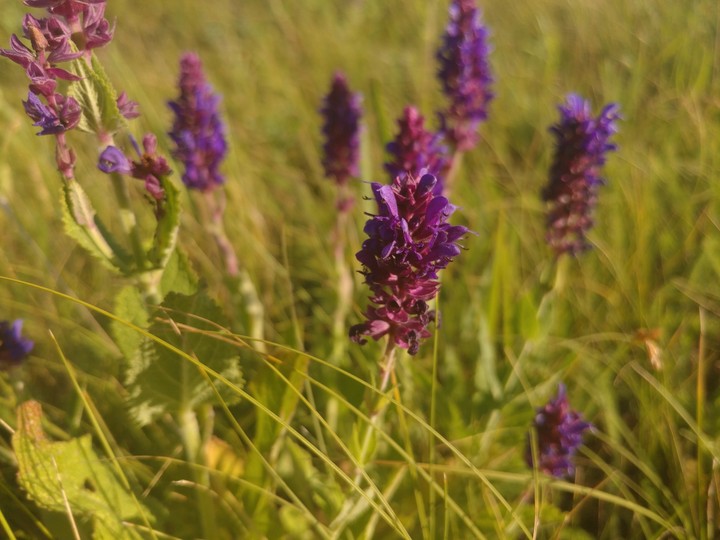 flowers in the field