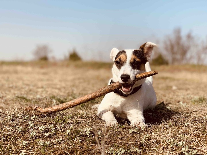 Jack Russell terrier