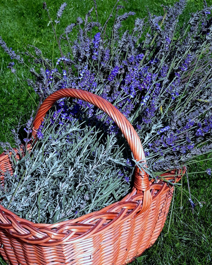 Lavender from my garden ☺