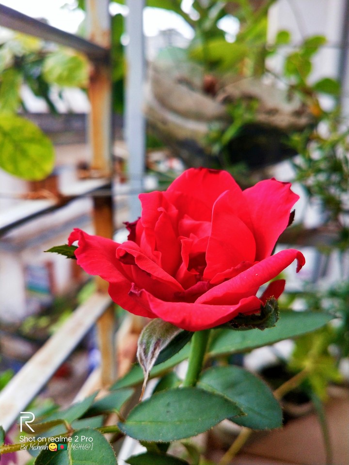 red rose???