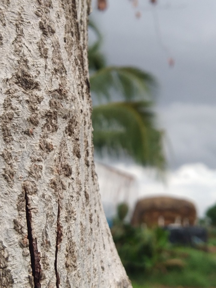 tree